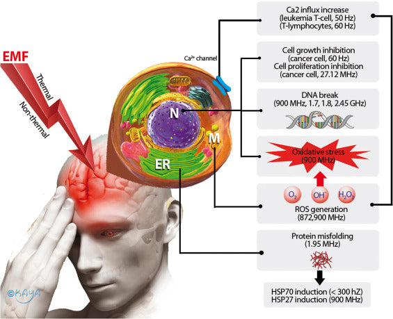 EMF Email Consultation