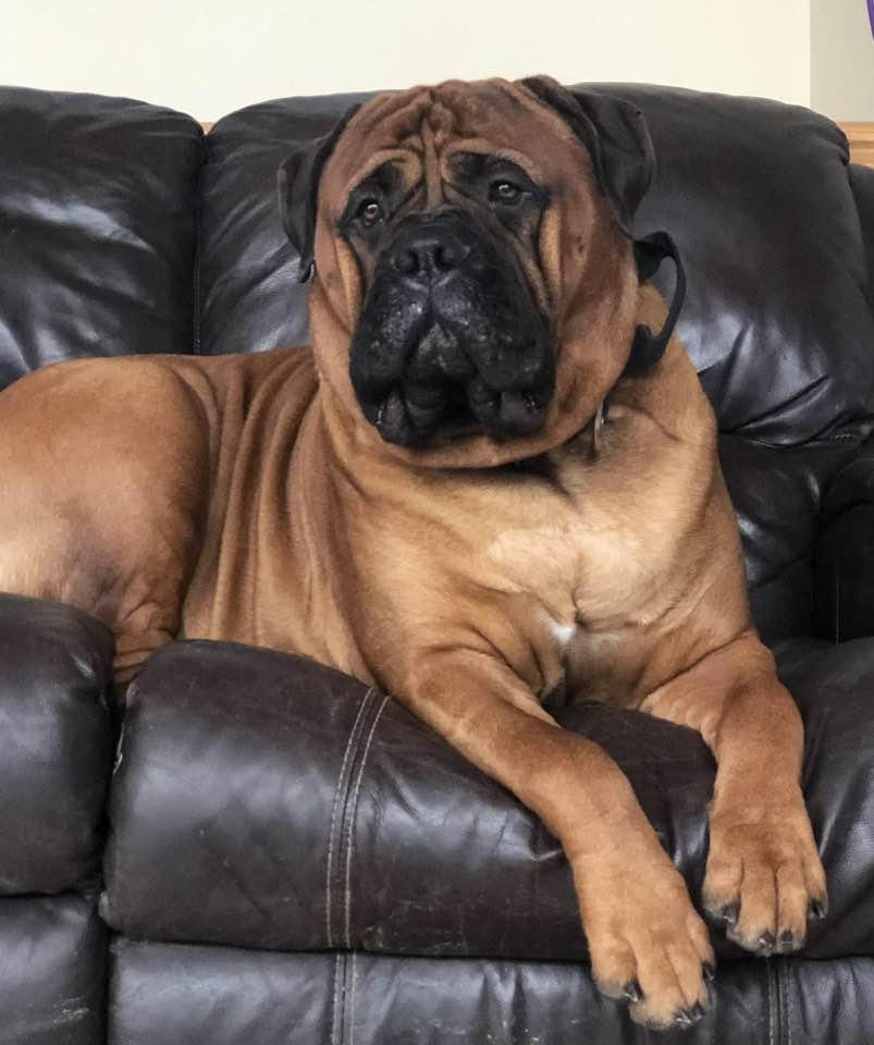 Animal Wellness Assessment