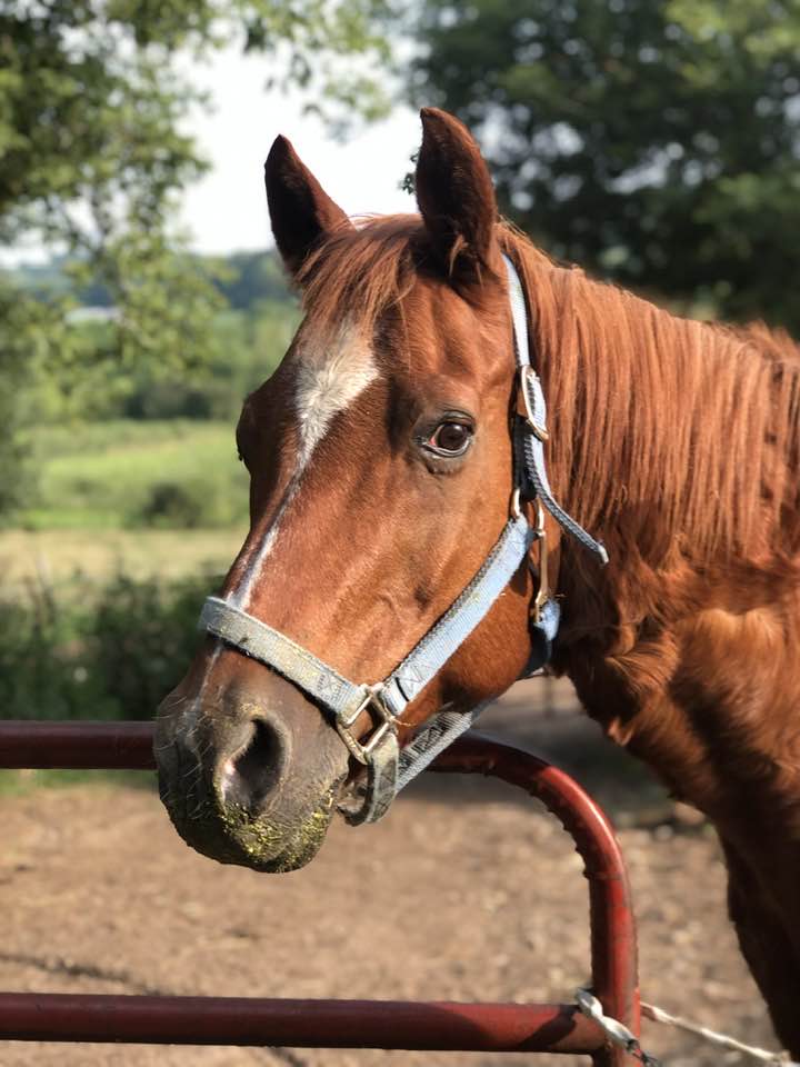 Animal Wellness Assessment