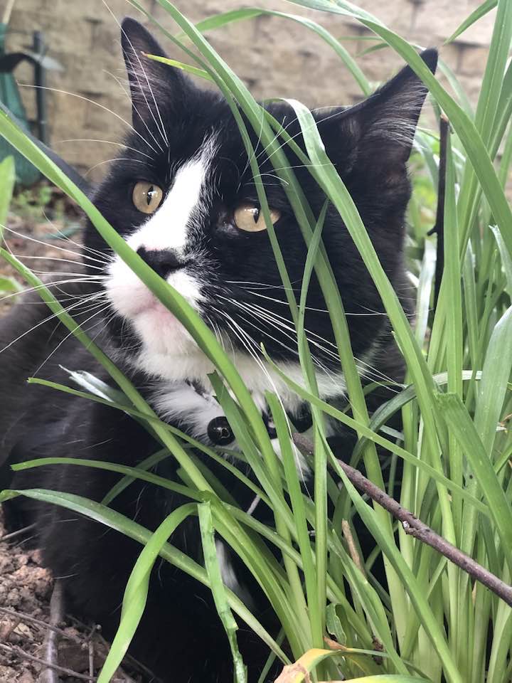 Animal Wellness Assessment