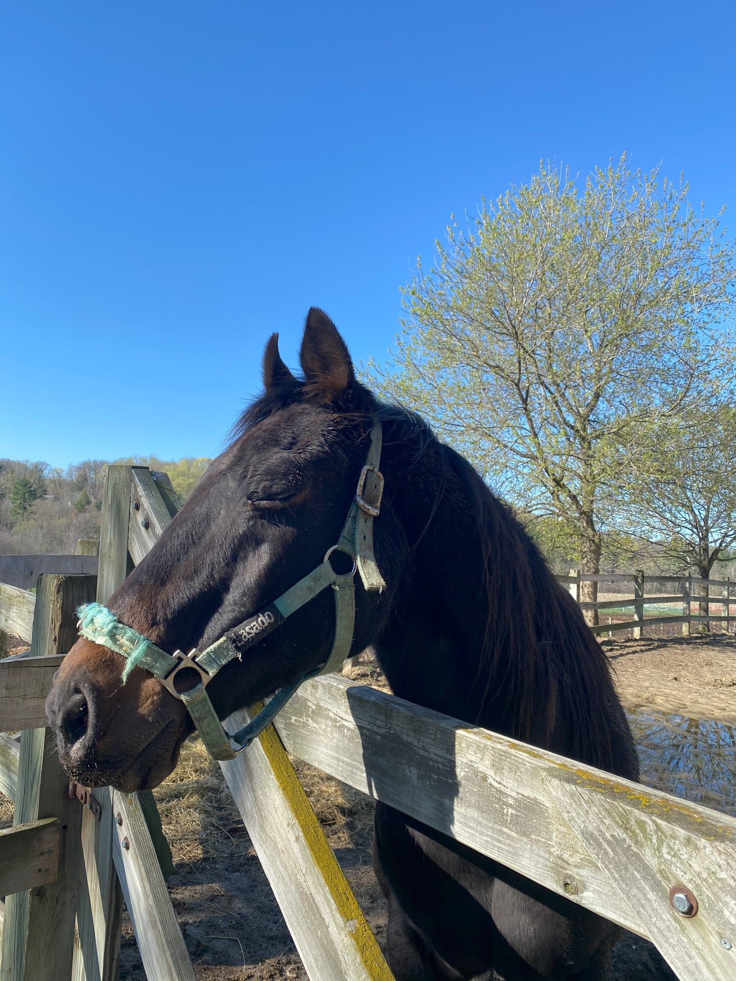 Animal Wellness Assessment